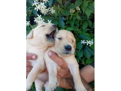 Irk ve sağlık garanti golden. retriewer yavrularımuz