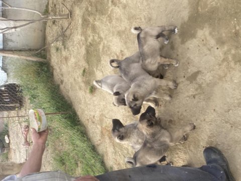 Dev kangal yavruları