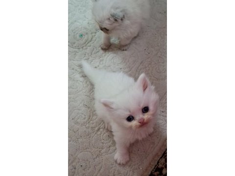 Pofuduk tomyy ballı lokma tatlısı kedimiz