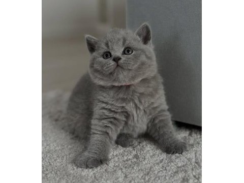Kadife tüylü gri british shorthair