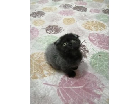 Oyuncu minik scottish fold yavrularımıza sıcak yuva arıyoruz