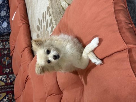 11 aylık dişi pomeranian