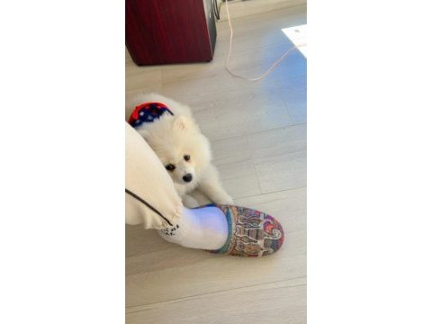 Uygun fiyata güzel pomeranian kızımı sahiplendireceğim