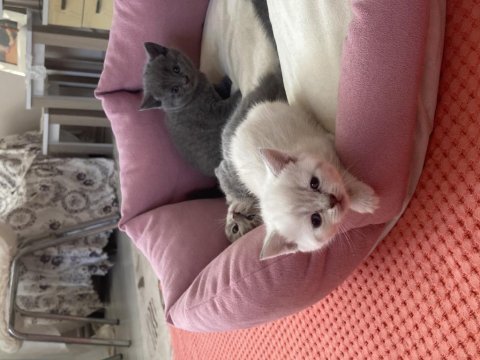 Scottish fold bebekler