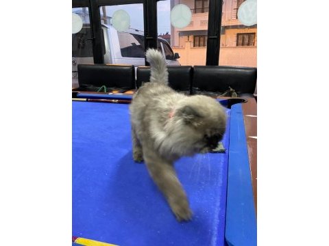 British slonghair casper yeni sahibini bekliyor