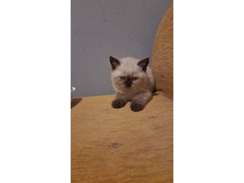 Aldın aldın son 4 yavru scottish fold