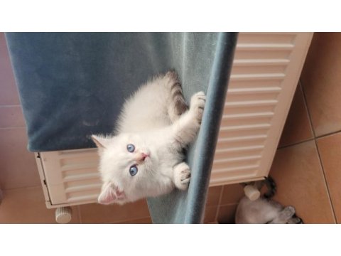 Saf kan british shorthair dişi yavru