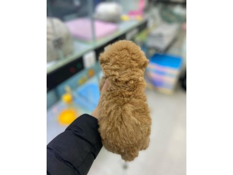 Irk garantili maltipoo yavruları