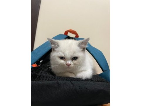 British shorthair blue point