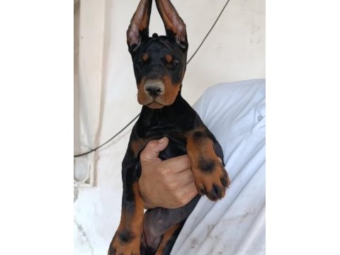 A şecere safkan doberman yavruları