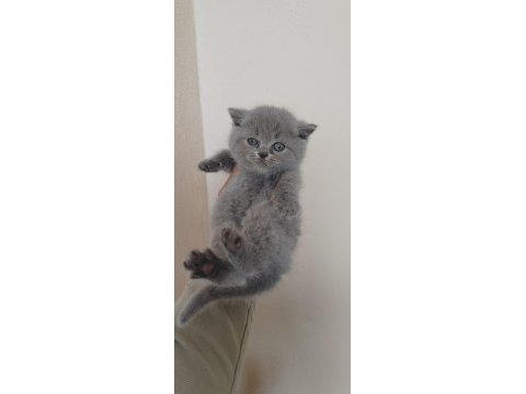British shorthair yavrular teslime hazır