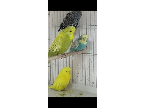 Yem maliyetine şov jumbo kuşlar
