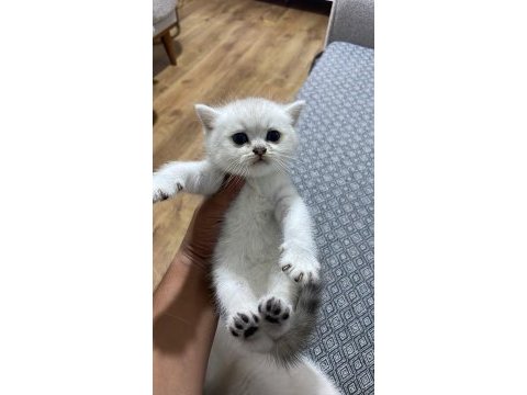 British shorthair silver