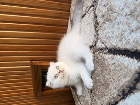 Üst kalite scottish fold bebekleri