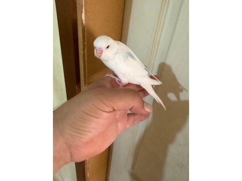 29 günlük konuşturmalık bebek muhabbet kuşu