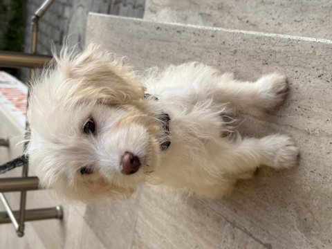 4 aylık aşılı çipli maltipoo