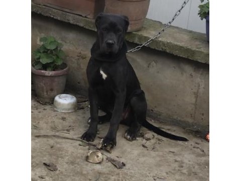 6 aylık anne baba şecereli dişi cane corso