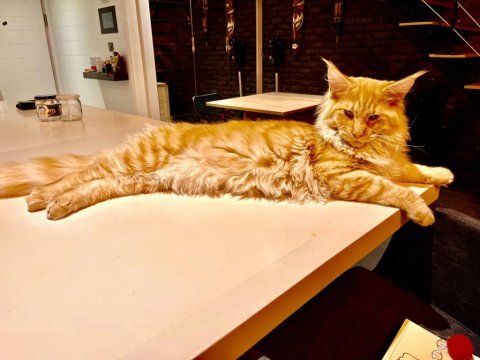 11 aylık sağlıklı erkek maine coon