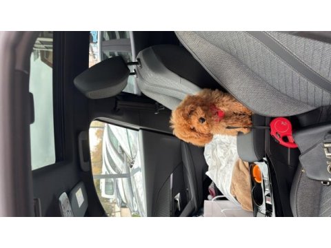 4 aylık dişi poodle