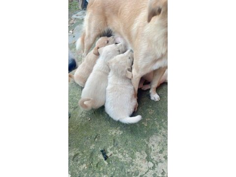 Golden retriever yavrusu sahiplendirmek istiyorum