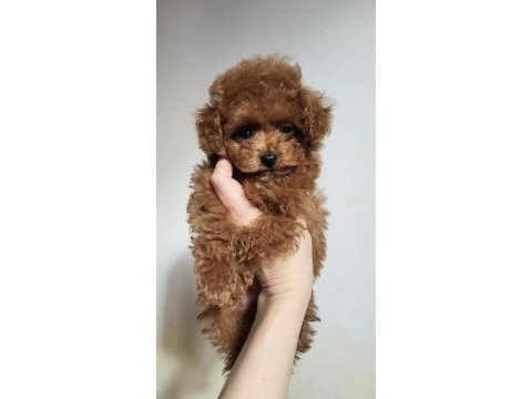 Sıcacık bir yuva arayan toy poodle bebekler