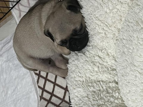 45 günlük krem dişi pug mops