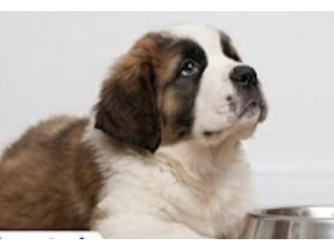 Sevgi dolu saint bernard yavruları yeni yuvalarını arıyor