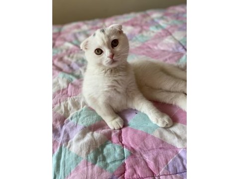 Scottish fold 3 aylık erkek karneli