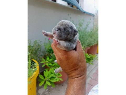 Egzotic fransız bulldog