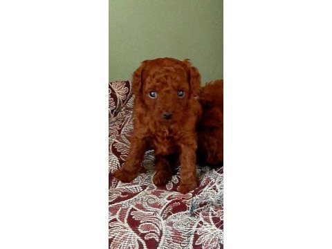 Toy poodle efsane bebekler