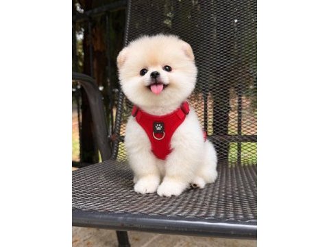 Orjinal pomeranian boo yavrumuz bella