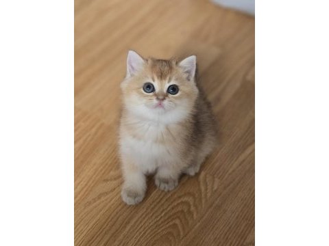 Mükemmel kalitede british shorthair yavrular