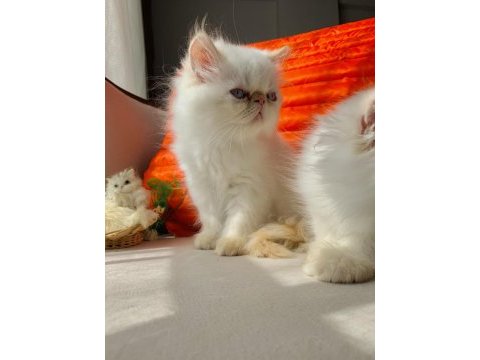 İran persian