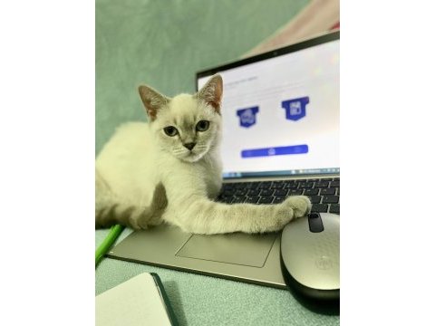 Evcil uslu blue point british longhair