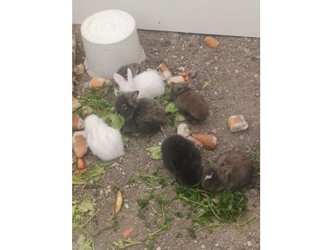 Hollanda lop tavşanı
