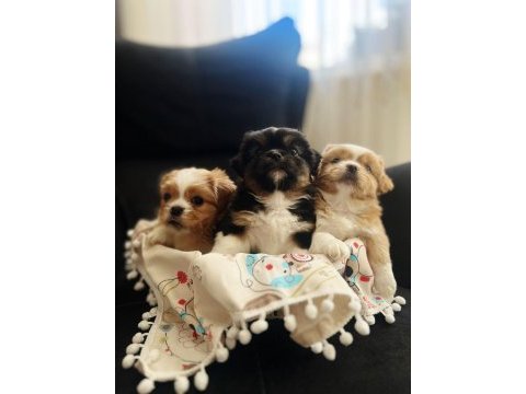 2 erkek 1 dişi köpeğimiz
