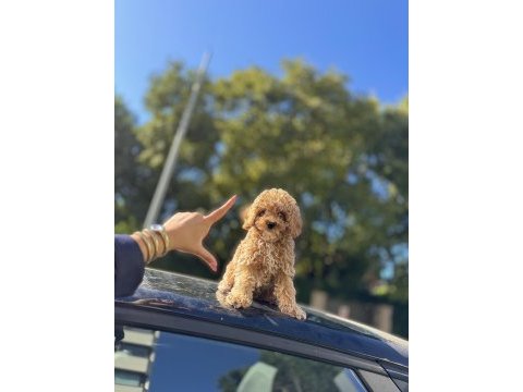 Lokum dişi 3 aylık wc eğitimli maltipoo
