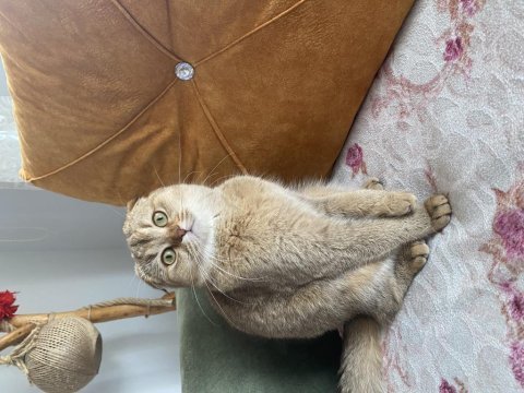 Oyuncu scottish fold bebiş
