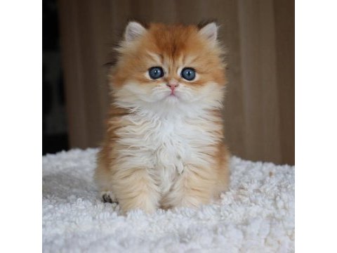 Golden yeleli longhair british 