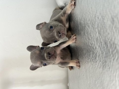 A kalite lilac tan french bulldog bebekler