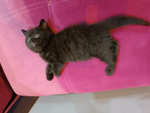 British shorthair kahverengi