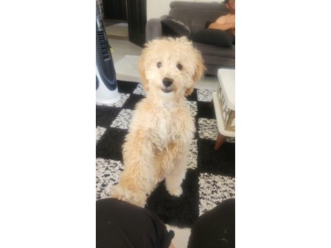 5 aylık maltipoo erkek