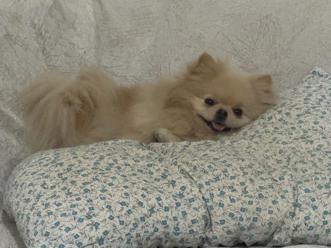 Pomeranian köpeğimizi sahiplendirme bilgi için iletişim