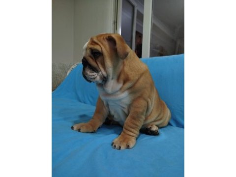 Safkan ingiliz bulldog bebekler