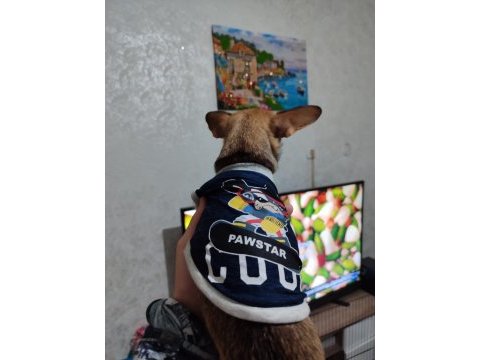 Son erkek teacup chihuahua