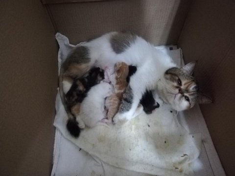 Exotic shorthair yavrular verilmeye hazır