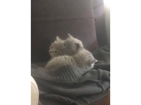 British shorthair 3 yavrumuza yeni sahip