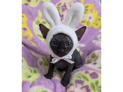 Elite black sphynx kittens
