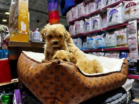 Maltese bebekler