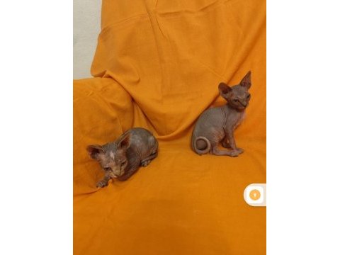 Sphynx home